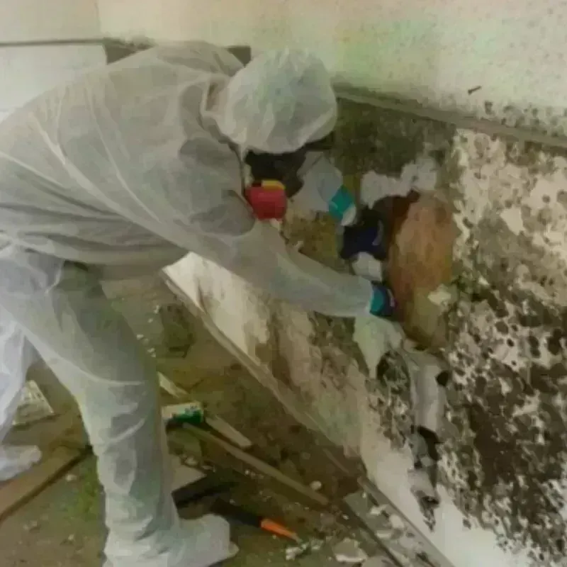 Mold Remediation and Removal in Union County, IA